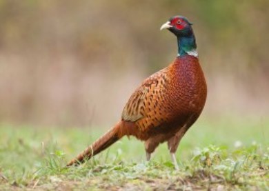 Pheasant-Hunting-Czech-Republic